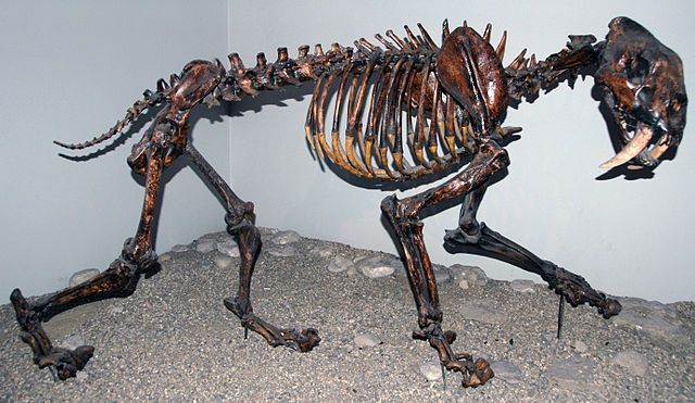Skeleton of an animal that lived in Ice Age. 