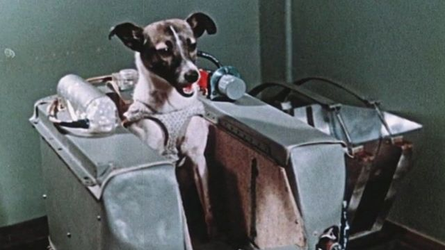 Laika was a Soviet space dog who became one of the first animals in space, and the first animal to orbit the Earth